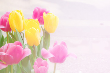 Tulips flower and floral soft blur background in pastel tones.