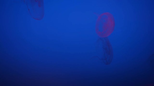 A bloom of Moon Jellyfish Aurelia Aurita swim gracefully against a dark purple background