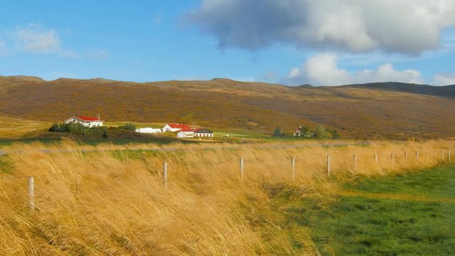 buildings of small icelandic farms are on foot of hills, wind is whipping ears and grass