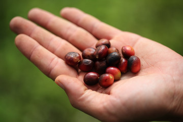 Close up of green coffee beans on a Hand of Farmer ,arabica coffee tree, with ripe fruits ,Thailand