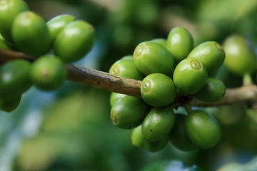 Close up of green coffee beans on a branch of arabica coffee tree, with unripe fruits ,Thailand