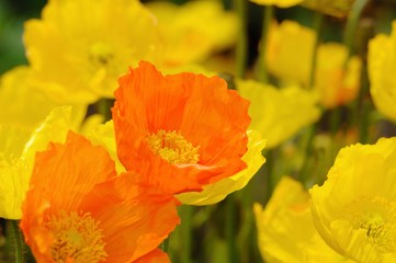 Obraz premium 満開のポピー