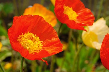 Obraz premium 満開のアイスランドポピー