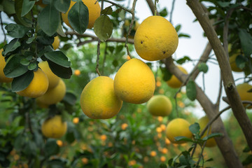 Ripe and green pomelo fruit tree in the garden.