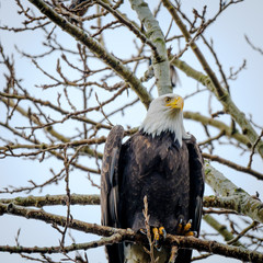 the eagle