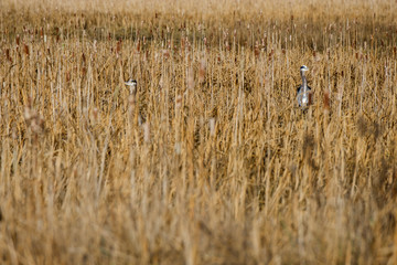 blue herons hiding in plain sight