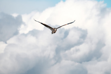 Great blue heron in flight