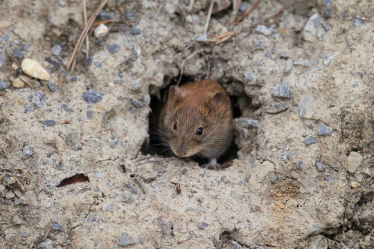 bank vole (Myodes glareolus; formerly Clethrionomys glareolus) Germany