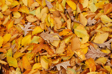 High angle view of colorful autumn leaves background