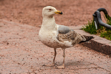 Birds in the city square.