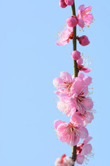 梅の花　青空

