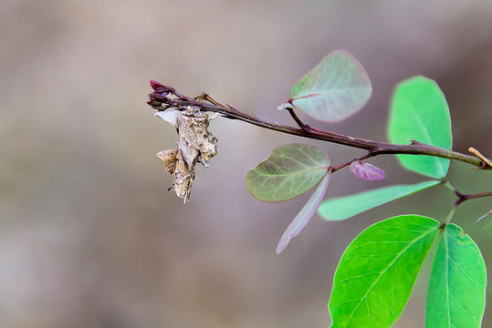 Nest of worms
