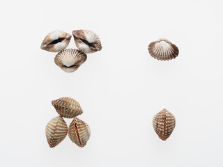 Mix view of raw cockle, ark shell, isolated on white background