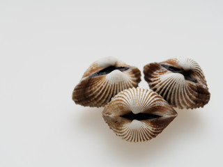 A group of raw cockle, ark shell, shot high angle view isolated on white background