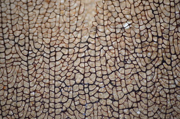 Fototapeta premium Beautiful webbed Venus sea fan (Gorgonia flabellum) soft coral on a sandy beach background.