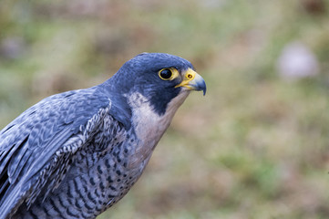 Peredine falcon portrait
