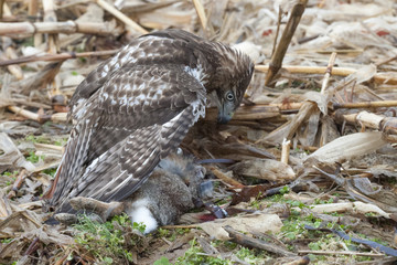 Red tailed Hawk standing over the rabbit he killed