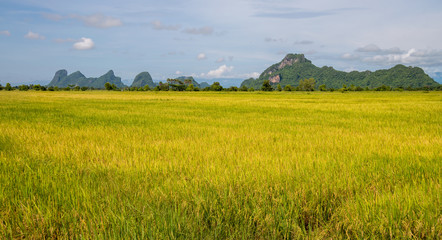 Golden rice field in the rural area at southern of Thailand.