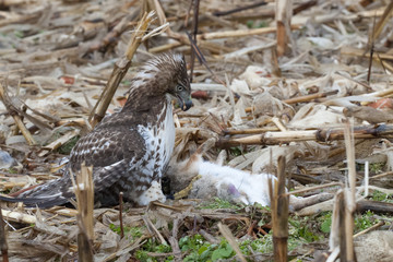 Red tailed Hawk looking down at rabbit he killed