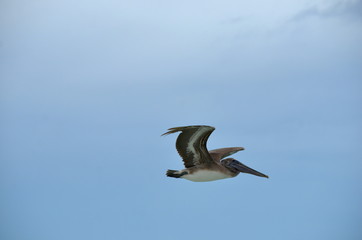 Fototapeta na wymiar Flight sequence of a Brown pelican (Pelecanus occidentalis). Marine bird fishing for food in Cayo Coco, Cuba. 