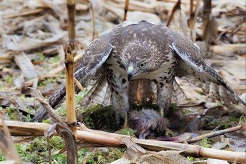 Red Tailed Hawk protecting his kill