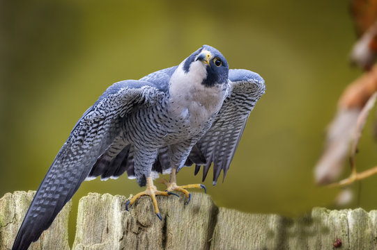 Peredine falcon looking iup