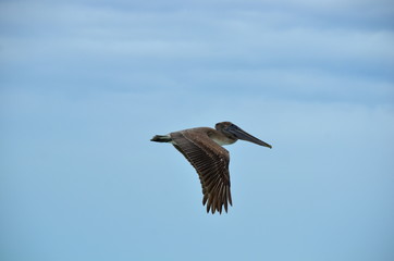 Flight sequence of a Brown pelican (Pelecanus occidentalis). Marine bird fishing for food in Cayo Coco, Cuba.
