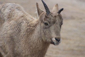 The West tur which is a mountain goat type animal