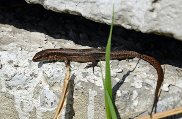 Small lizard on concrete surface heats in spring sun