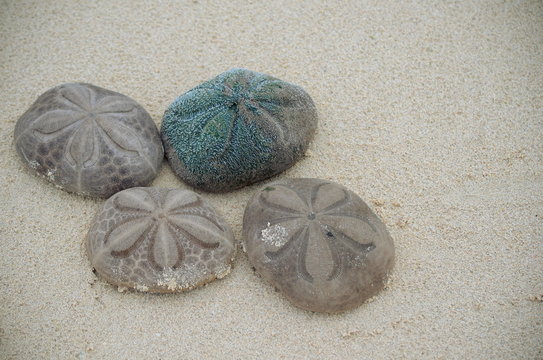 Sand dollars (Sea biscuits or sea cookies) - Clypeaster reticulatus - on the beach in Cayo Coco Cuba.