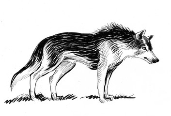 Ink black and white illustration of a grey wolf