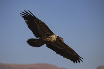 Flying Vulture