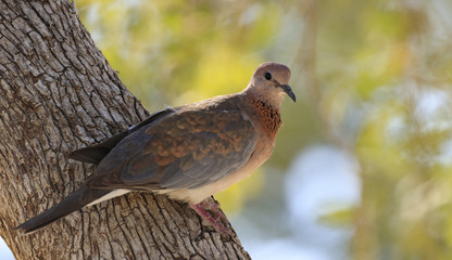 Mourning Dove