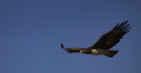 Martial Eagle