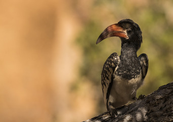 Monturu Hornbill