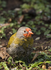 Beautiful bird