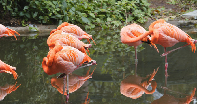Caribbean flamingo in water pond
