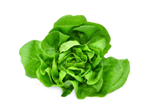 green butter lettuce vegetable or salad isolated on white back ground