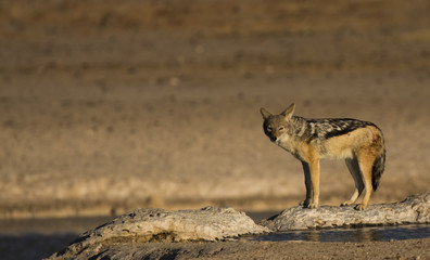 jackal