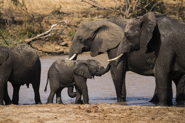 Young elephant with Family