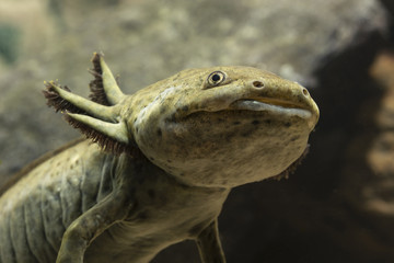 Axolotl Mexican in aquarium under water.