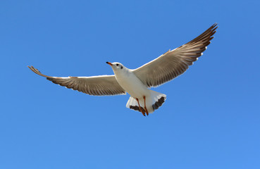 Obraz premium Seagull flying in the sky