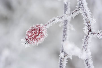 Frost on rose bush on bush.