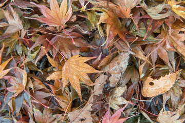 紅葉