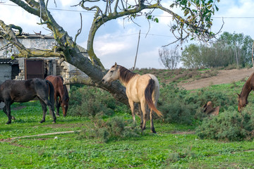 horses and old house. green land