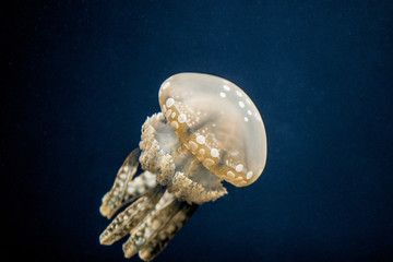 Moon Jellyfish