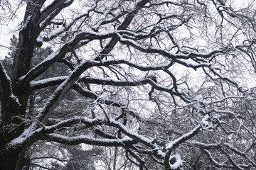 Branches enneigées