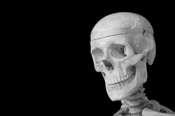 Human skull head isolated on black with space for text.