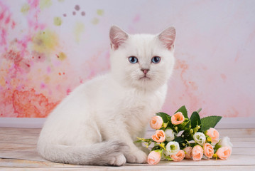 British kitten with flowers