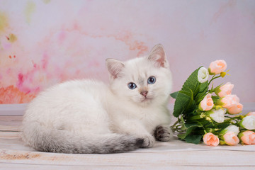 British kitten with flowers